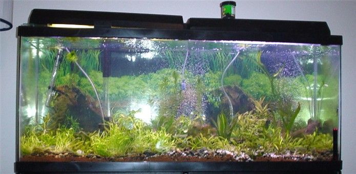 55gal7.jpg