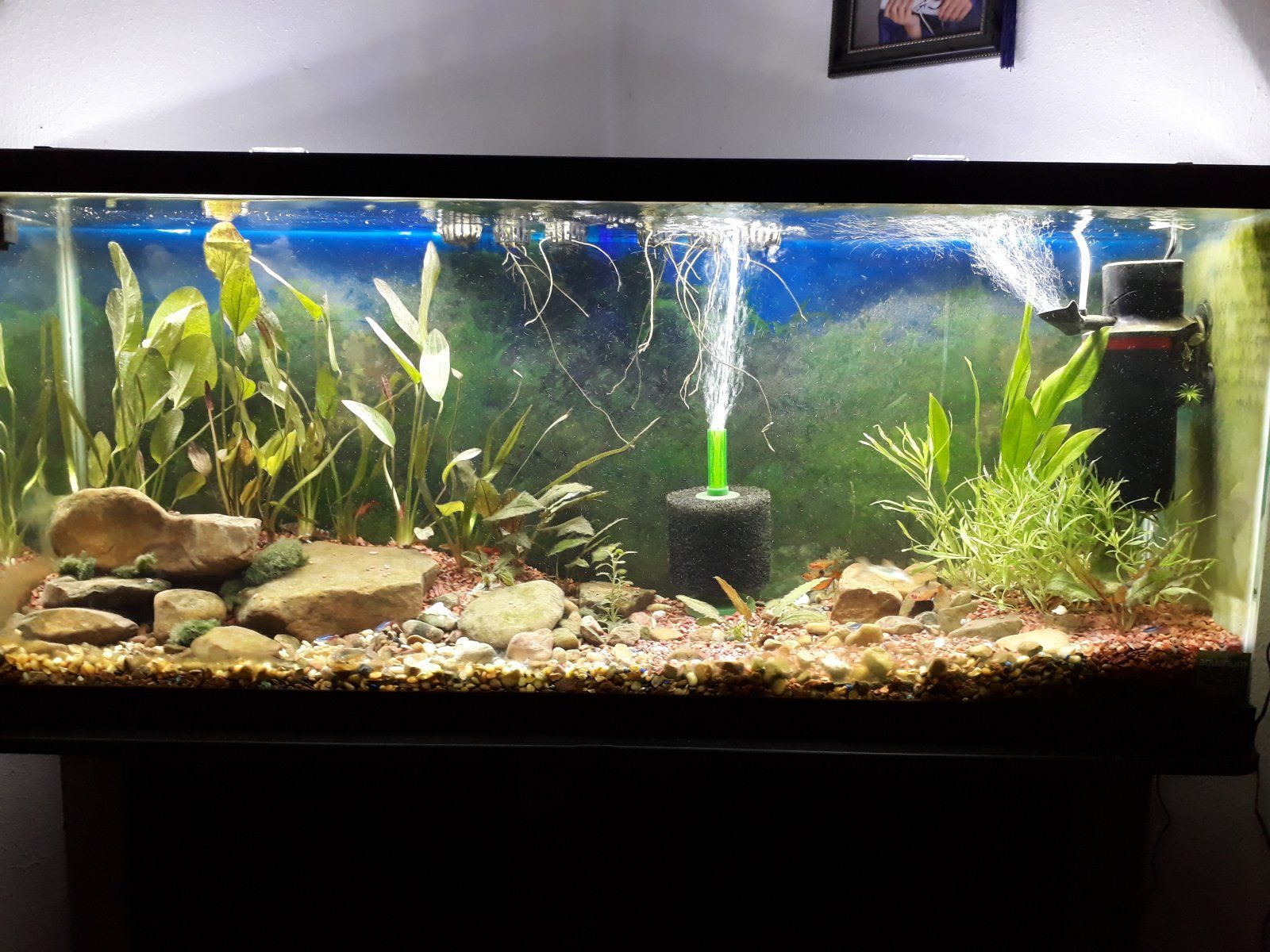 55gal_Rescape (2).jpg