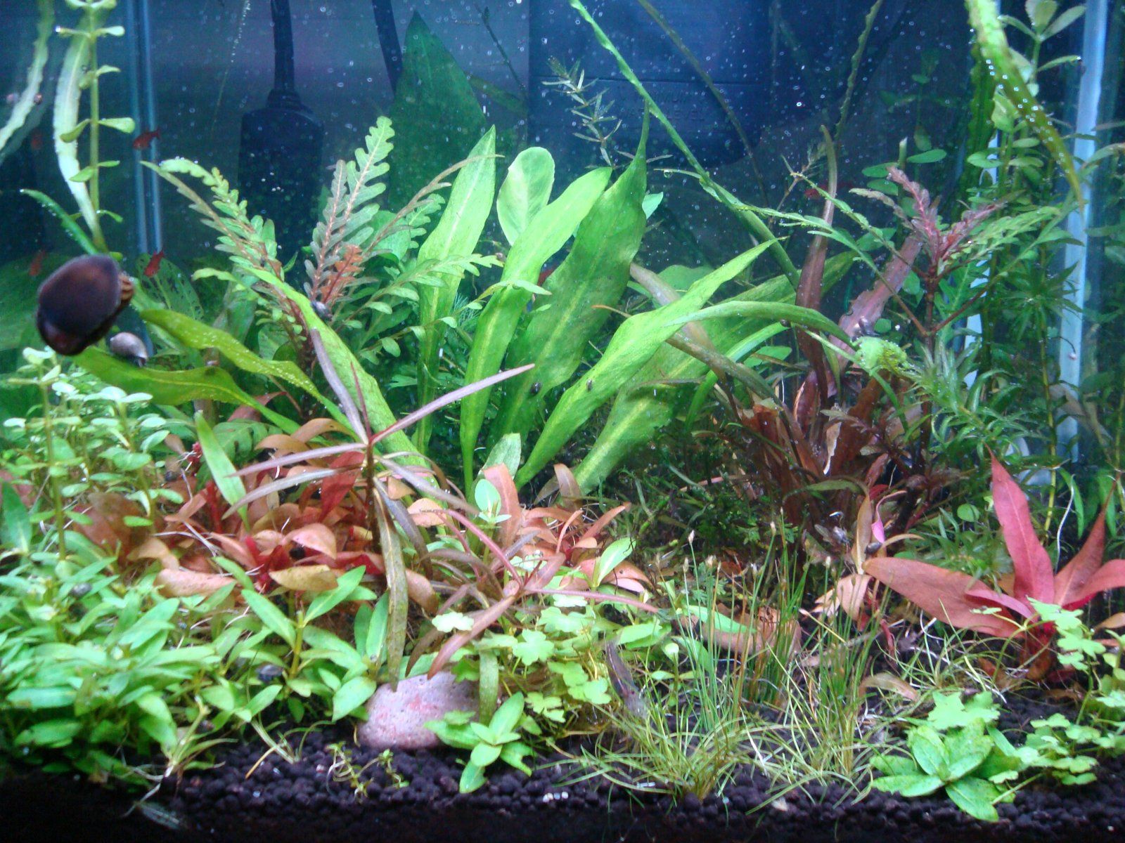 7 gallon nano.JPG