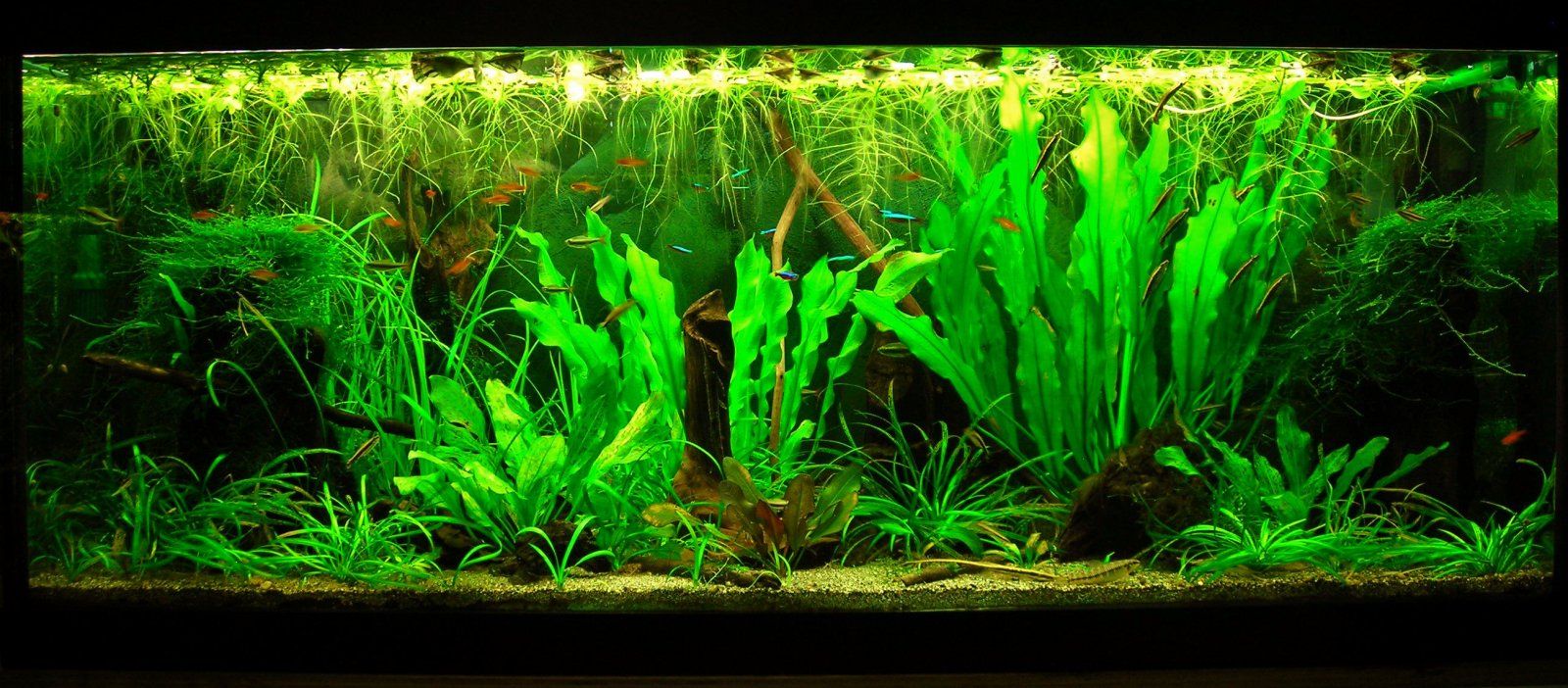 70g Aug 15-14.JPG