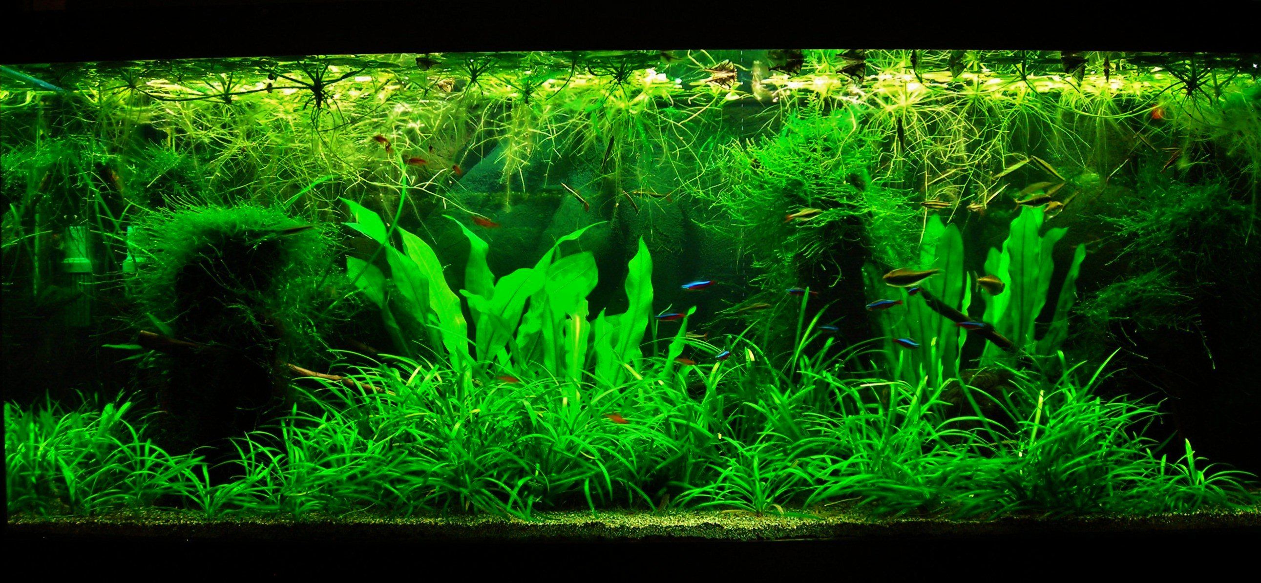 70g Jan 28-14.JPG