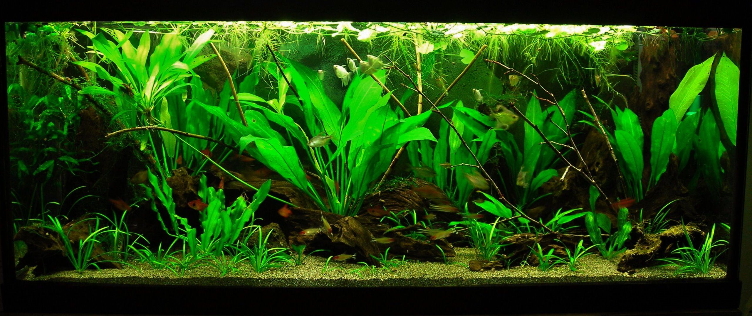 70g Mar 2-16.JPG