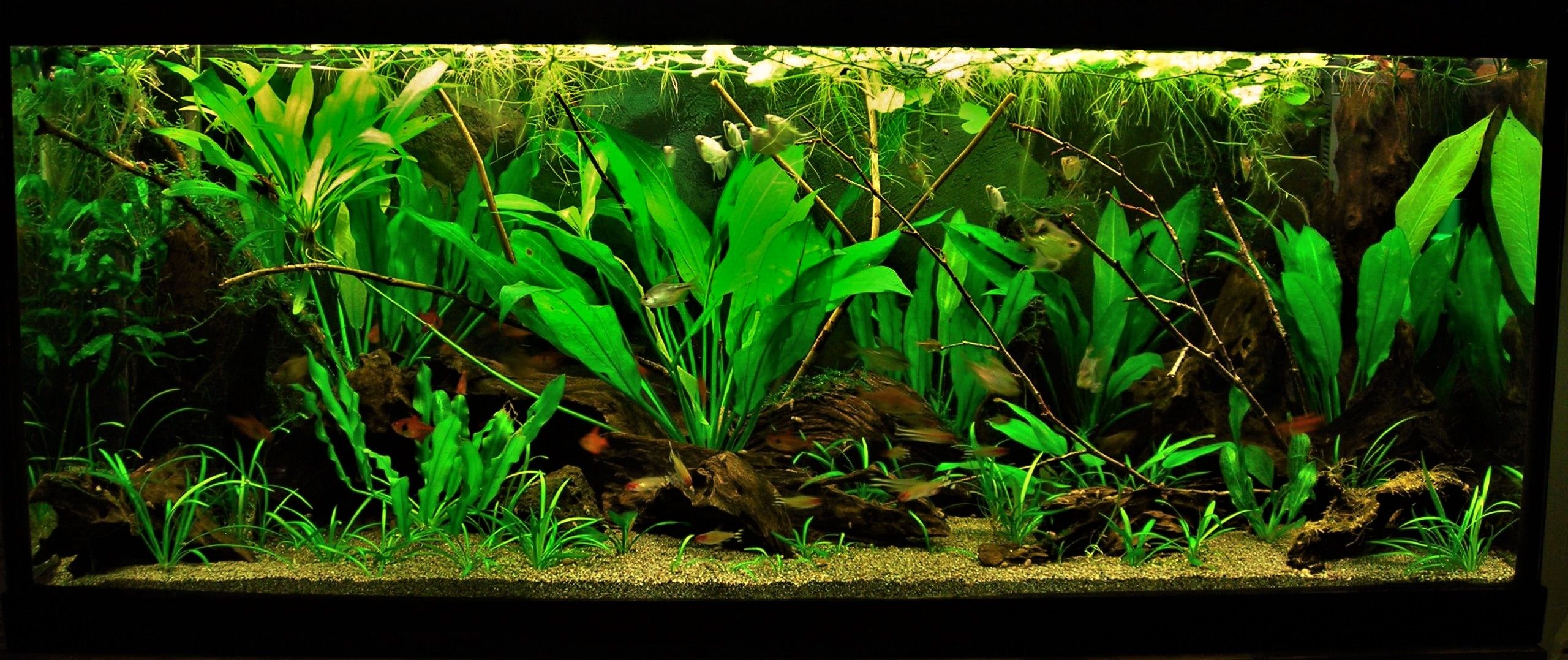 70g Mar 2-16.JPG