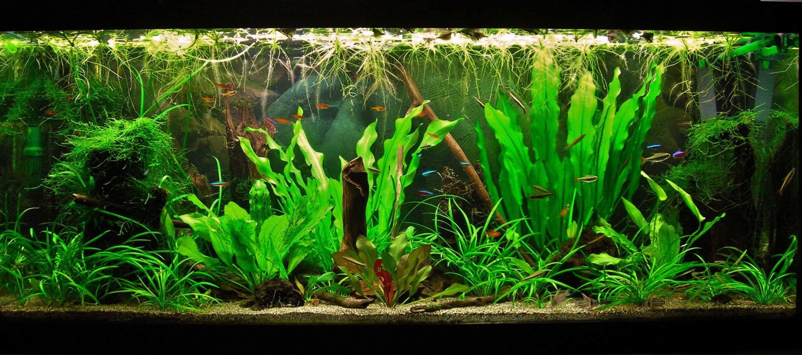 70g May 28-14 (1).JPG