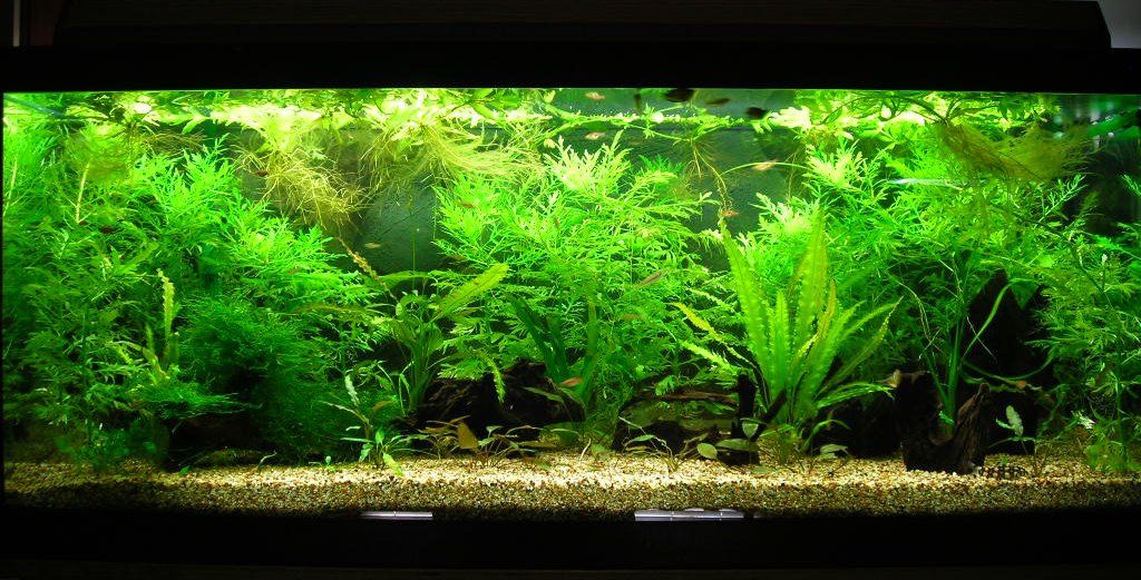 70g Sep 8-09 Lg.JPG