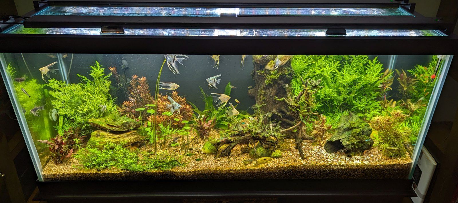 75Gal-11Jan23.jpg