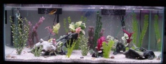 75gallon.jpg