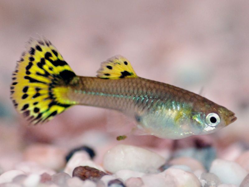 800px_Femaleguppy_7779.jpg