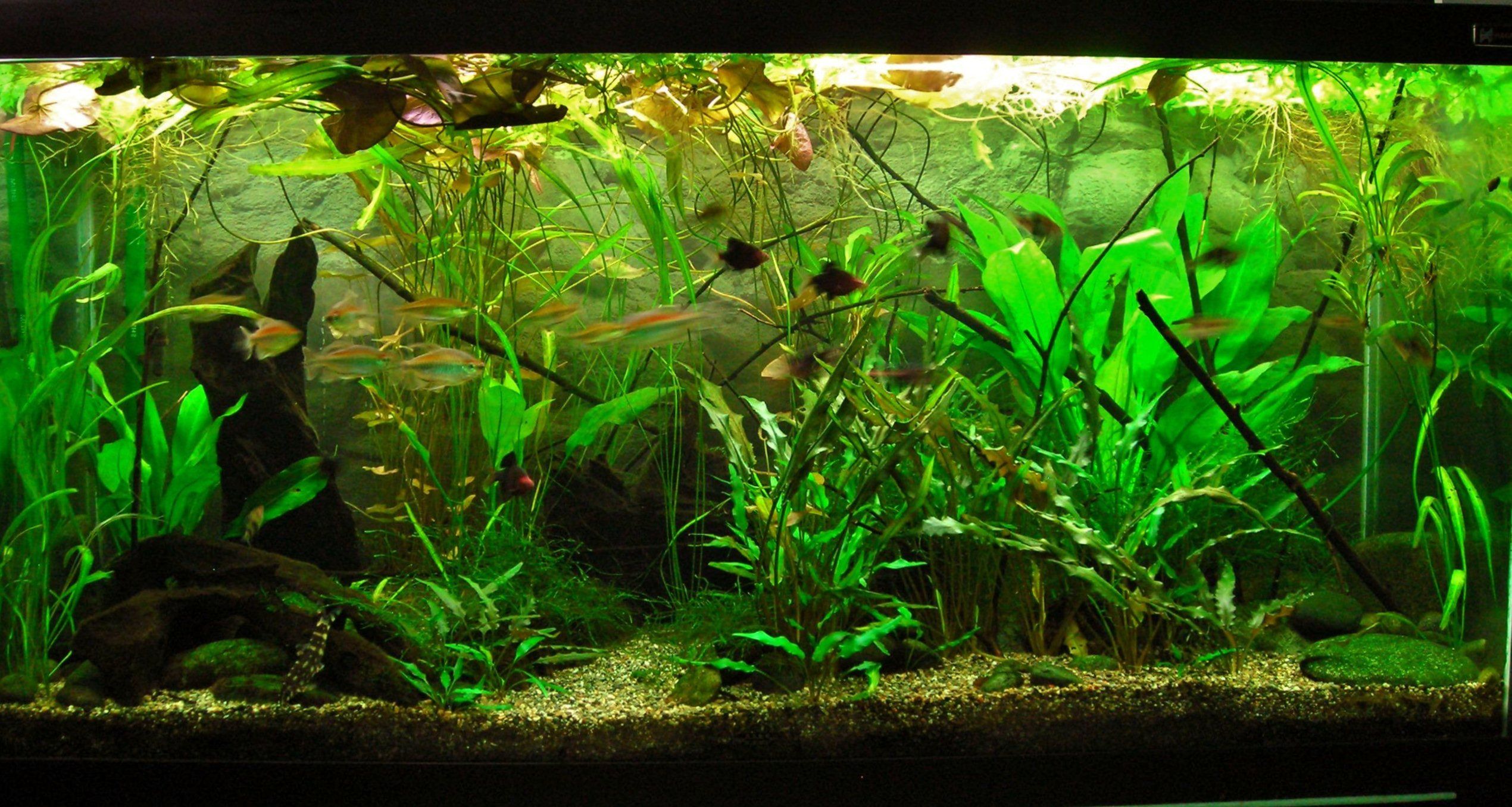 90g Feb 10-15.JPG