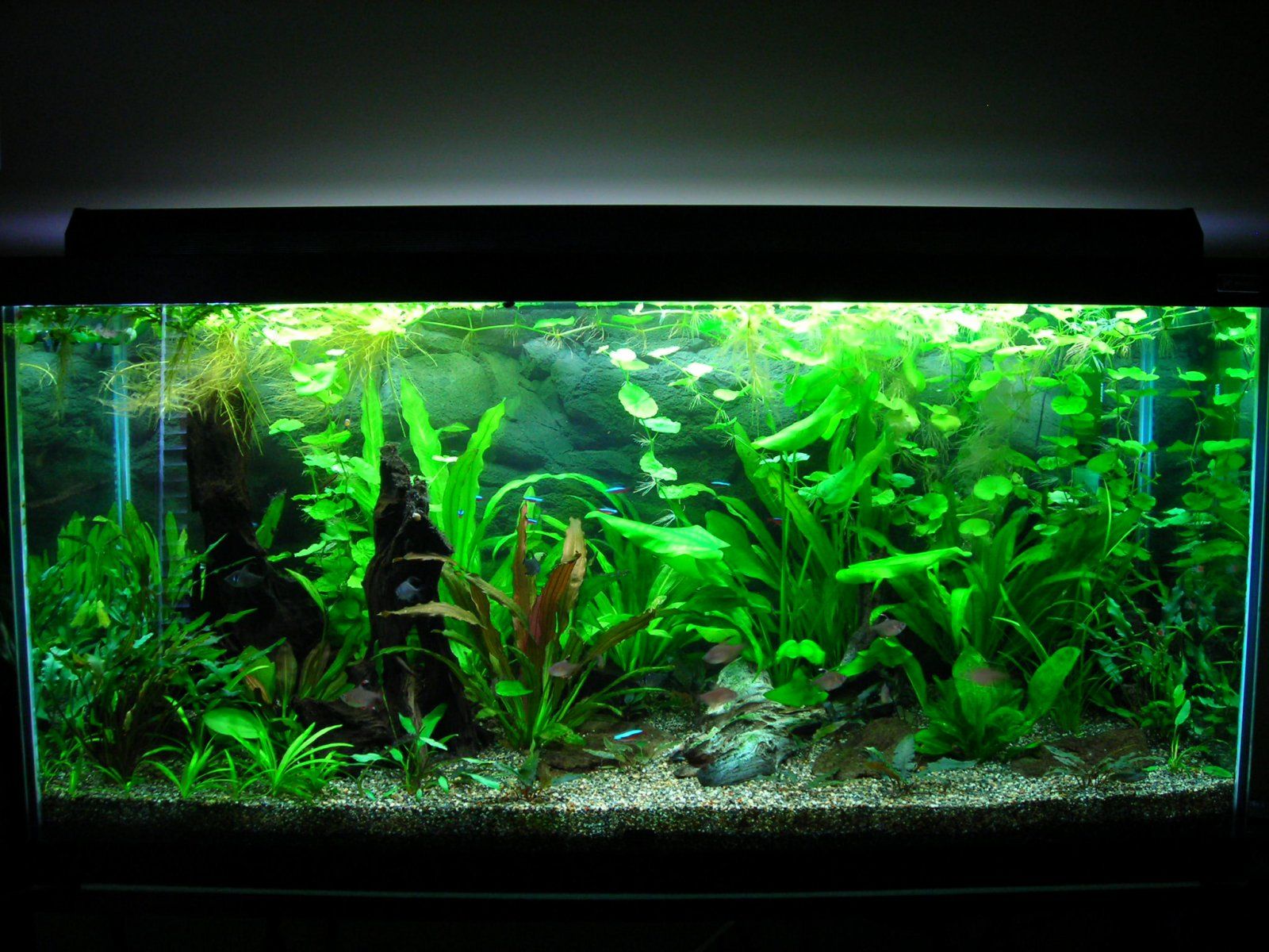 90g Jan 26-09 Fl.JPG