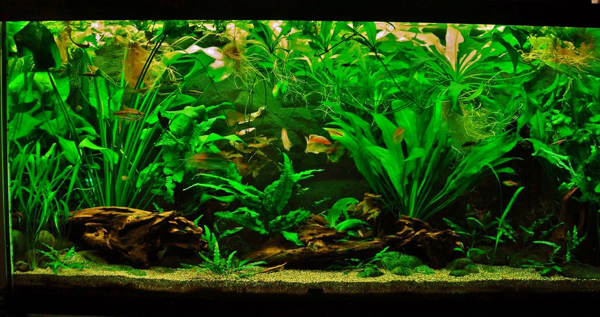 90g Sep 5-16.JPG