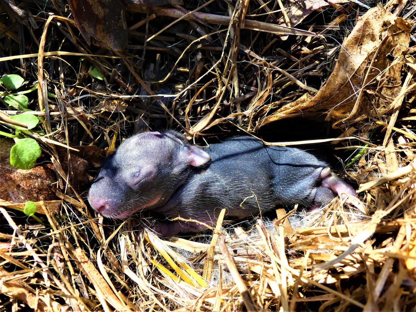 A Baby Rabit (2).JPG