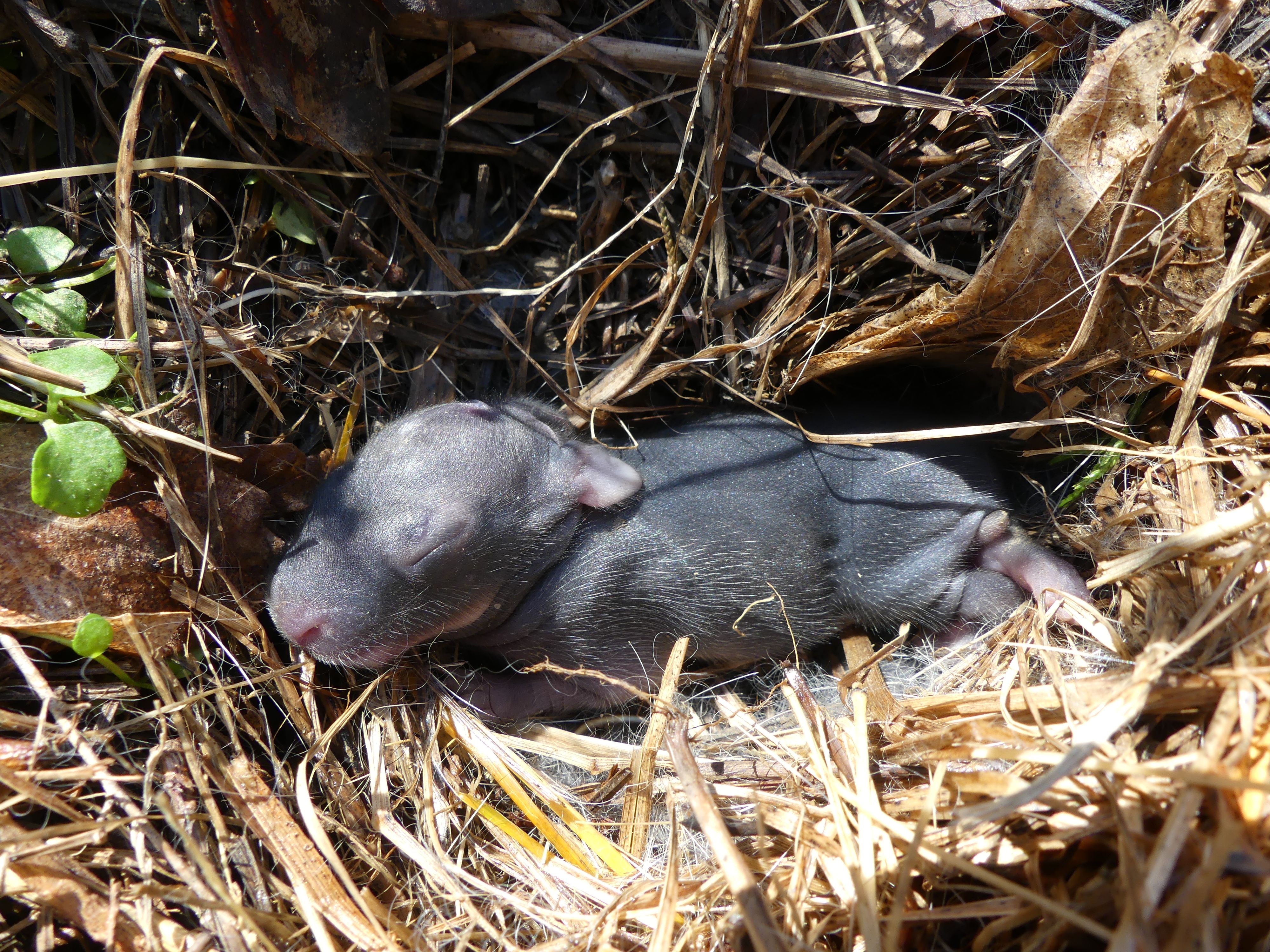 A Baby Rabit.JPG