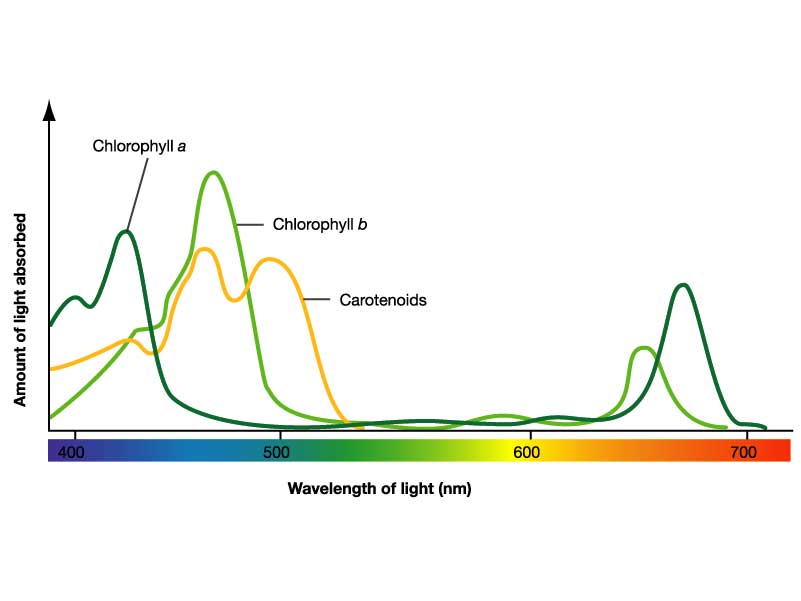 absorption-spectrum.jpg