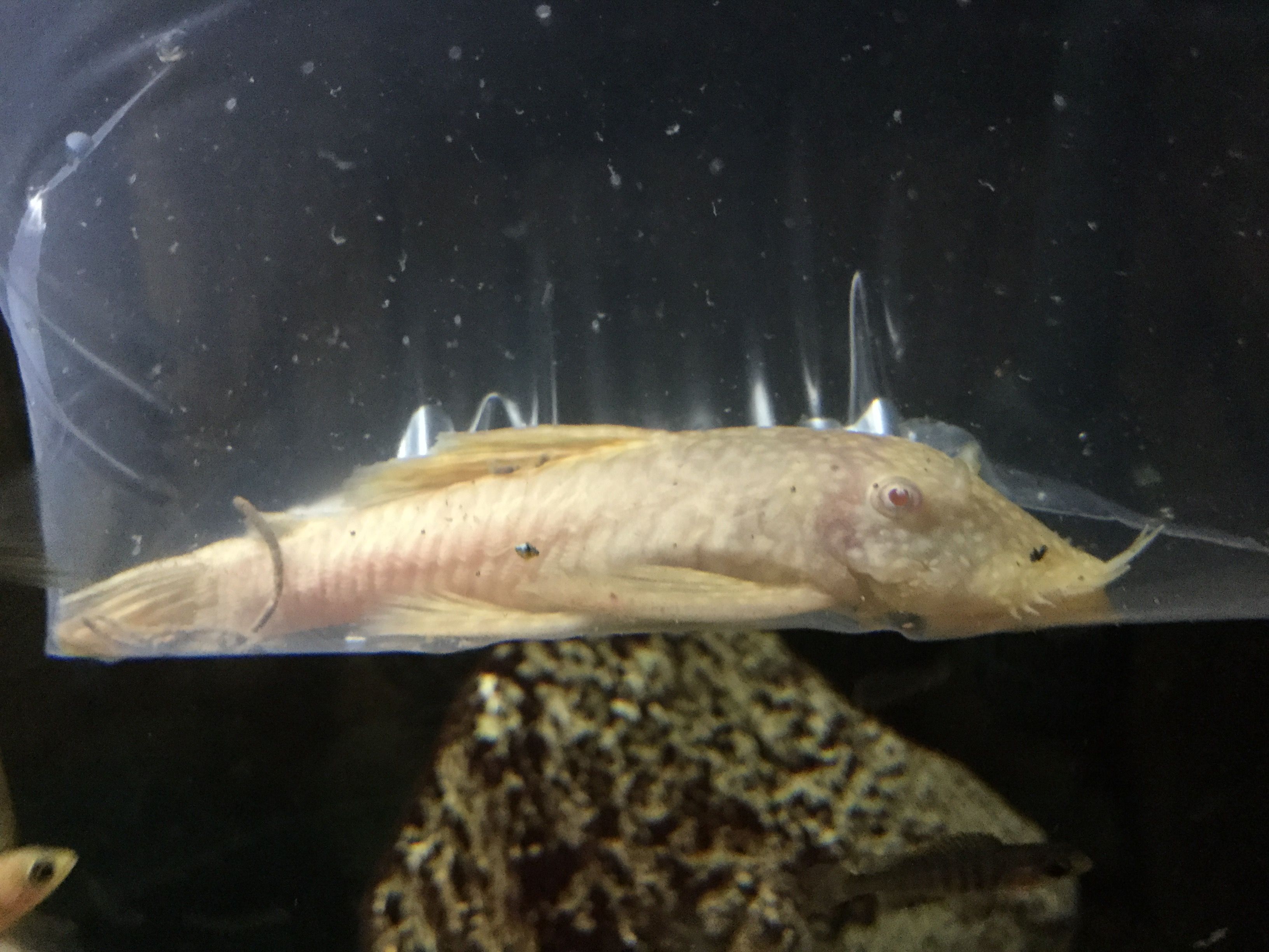 adult albino BN3.JPG