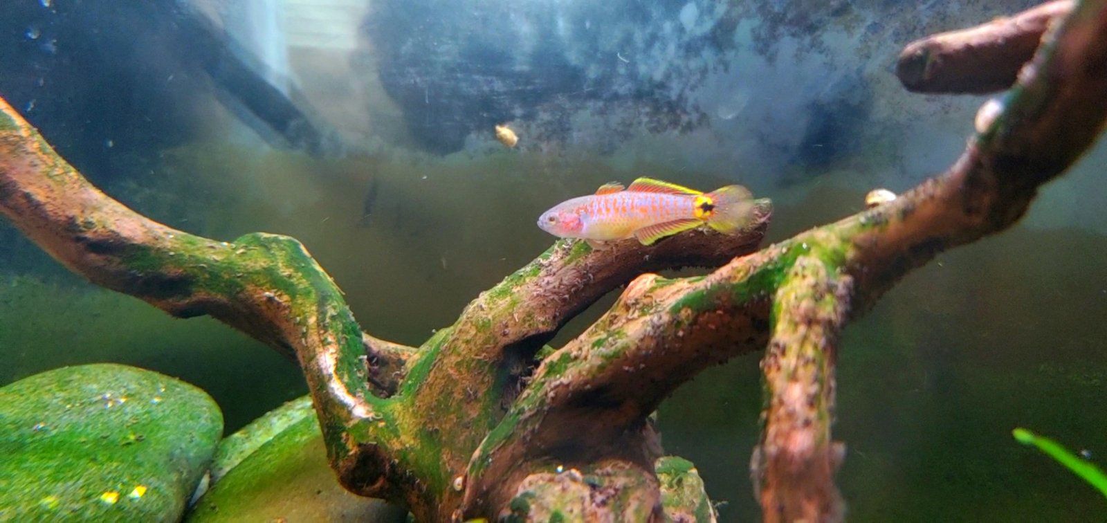 Adult Peacock Gudgeon [Female] || Name: Betsy