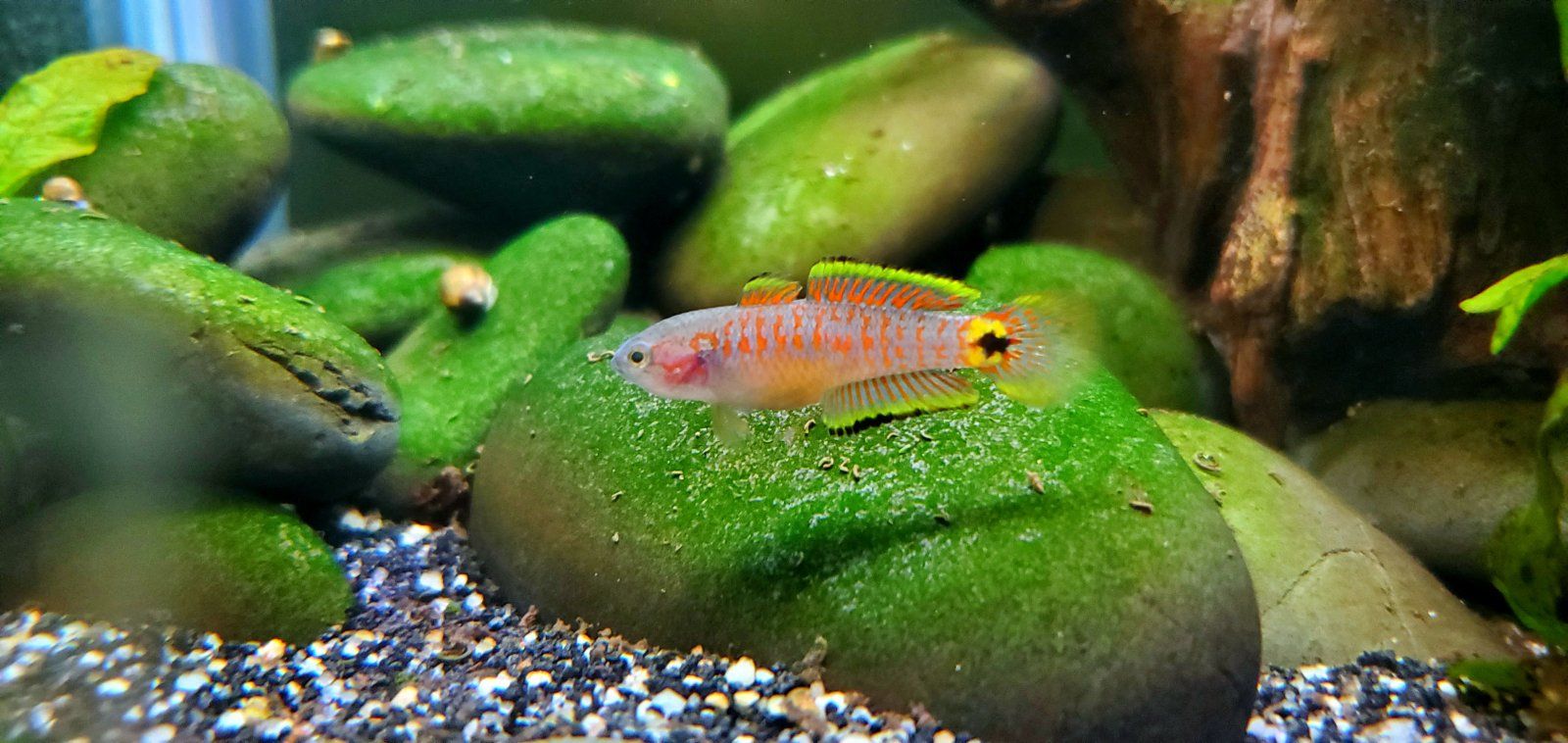 Adult Peacock Gudgeon [Female] || Name: Betsy