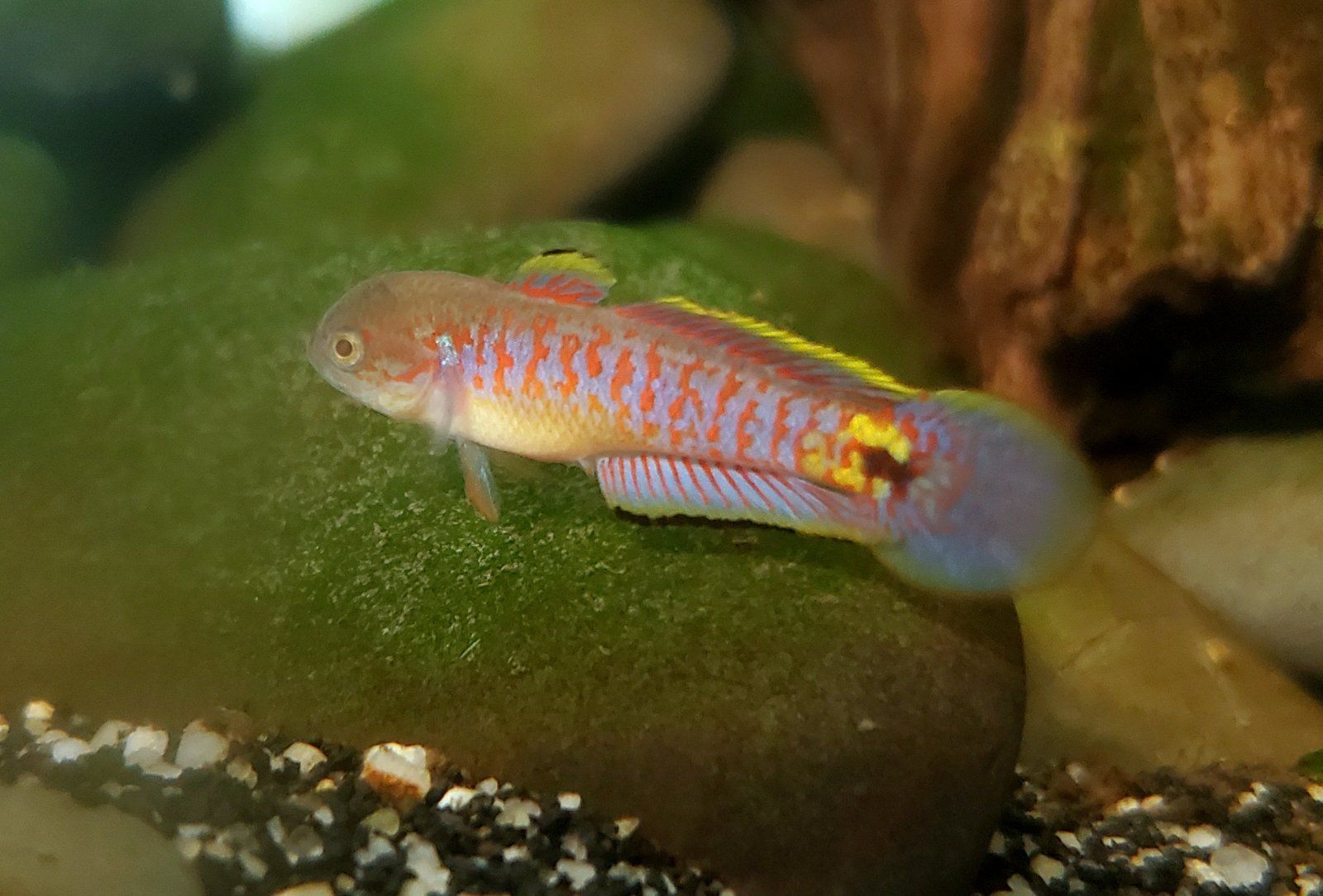 Adult Peacock Gudgeon [Male]