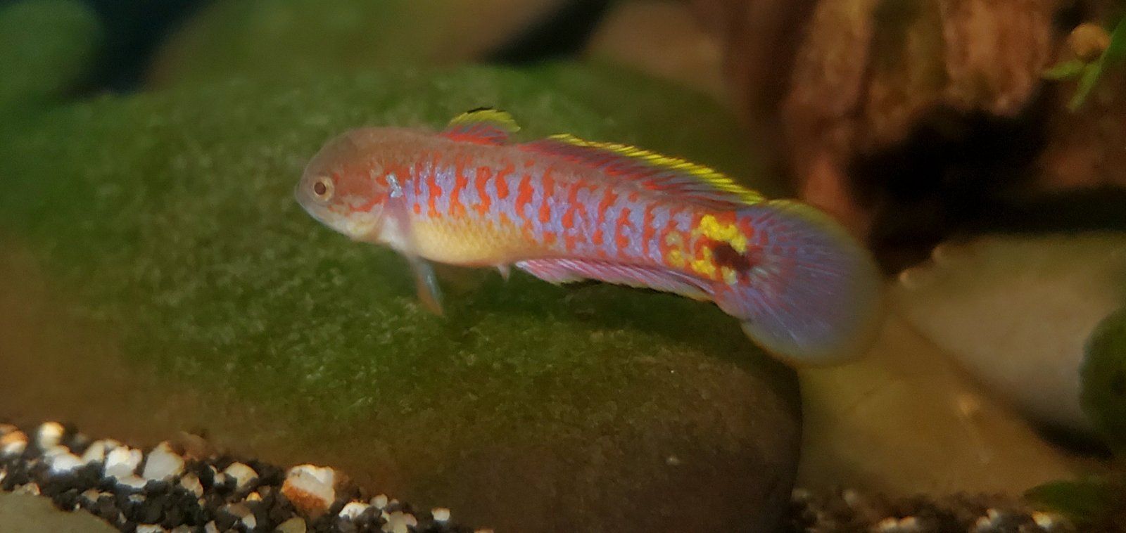 Adult Peacock Gudgeon [Male]