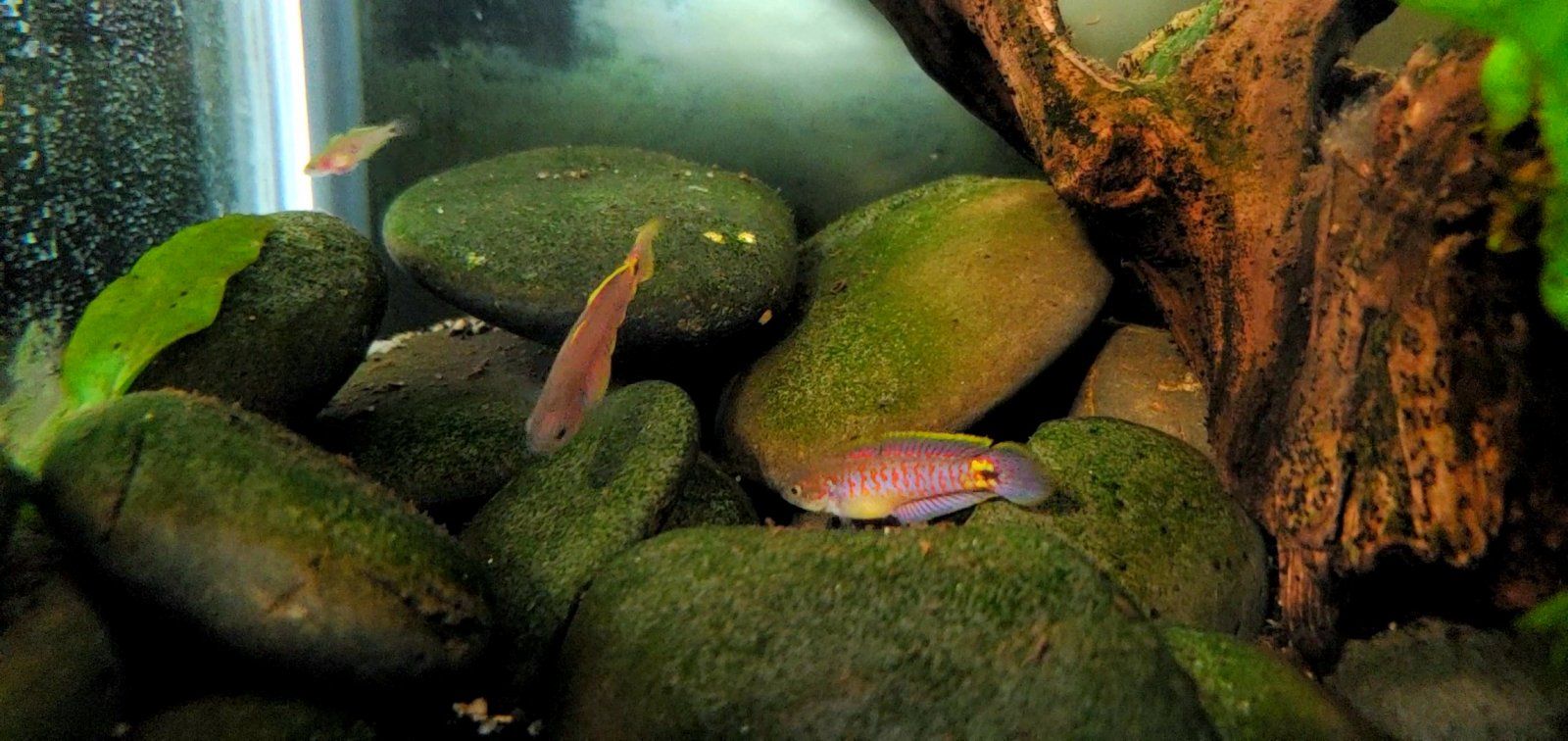 Adult Peacock Gudgeon Pair (With Cpt. Nemo) (1)