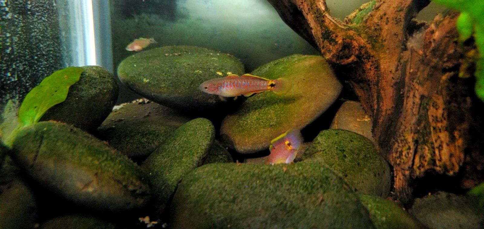 Adult Peacock Gudgeon Pair (With Cpt. Nemo) (2)