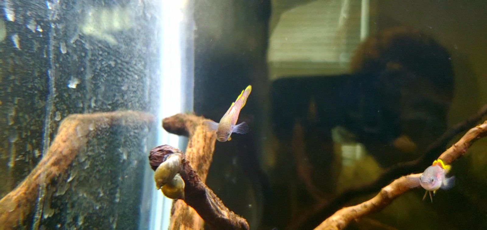 Adult Peacock Gudgeons [Male and Female]