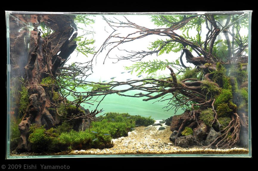 aga-aquascaping-contest-winner-4.jpg