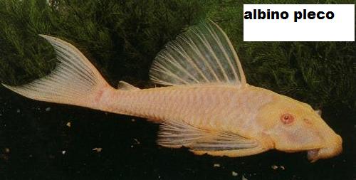 albino-pleco--large-msg-115708730125.jpg