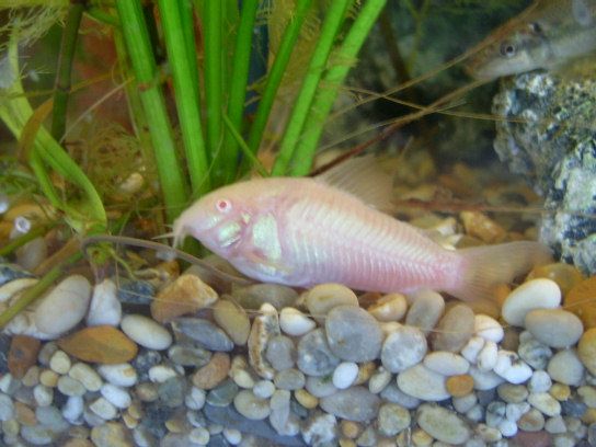 albino_cory.JPG