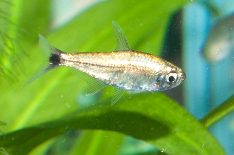 Alestes humilis [Brass_Tetra].jpg