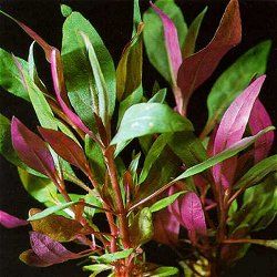 Alternanthera_Reineckii.jpg