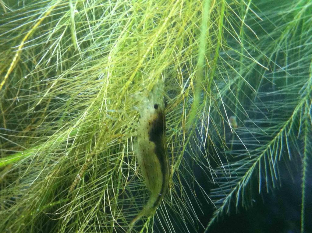 Amano shrimp : black saddle.jpg