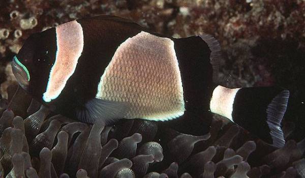 amphiprion_latezonatus.jpg