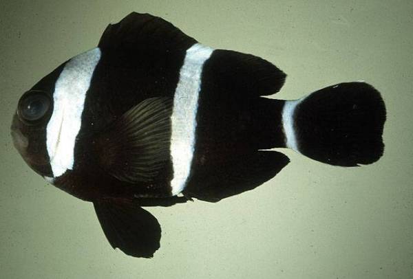 amphiprion_tricinctus.jpg