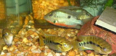 Andwer__s_fish_1_028__2_.jpg