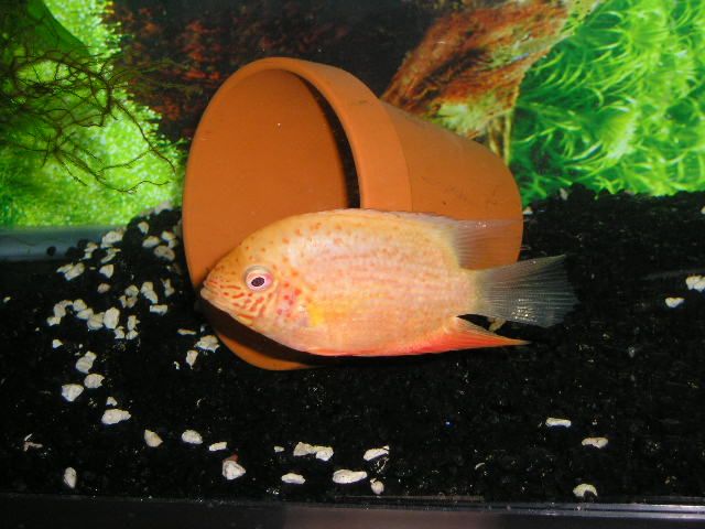 Andwer__s_fish_1_040.jpg