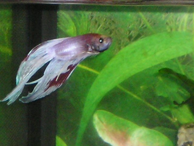 Andwer__s_fish_1_090.jpg