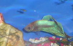 Andwer__s_new_bettas_001__2_.jpg