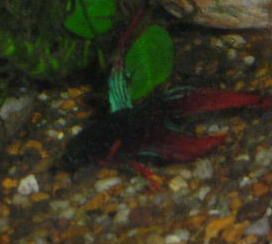 Andwer__s_new_bettas_004__2_.jpg