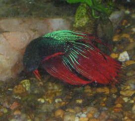 Andwer__s_new_bettas_006__2_.jpg