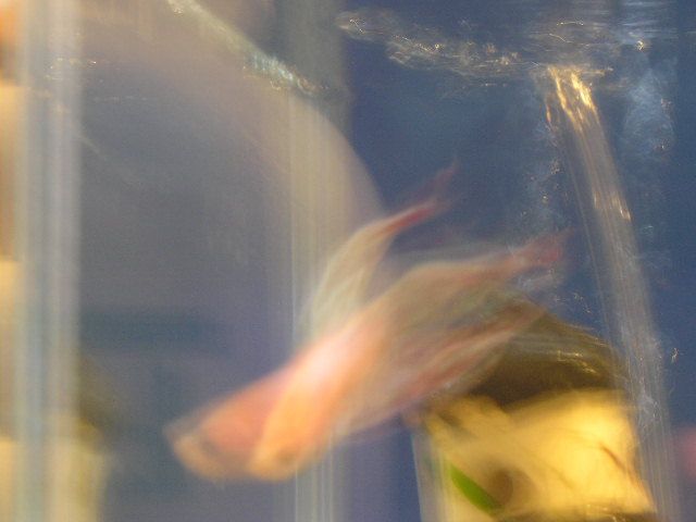 Andwer__s_new_bettas_012.jpg