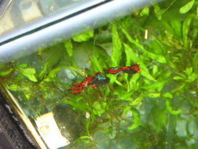 Andwer__s_new_bettas_014.jpg