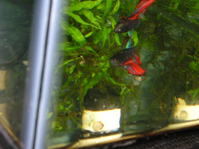 Andwer__s_new_bettas_015.jpg