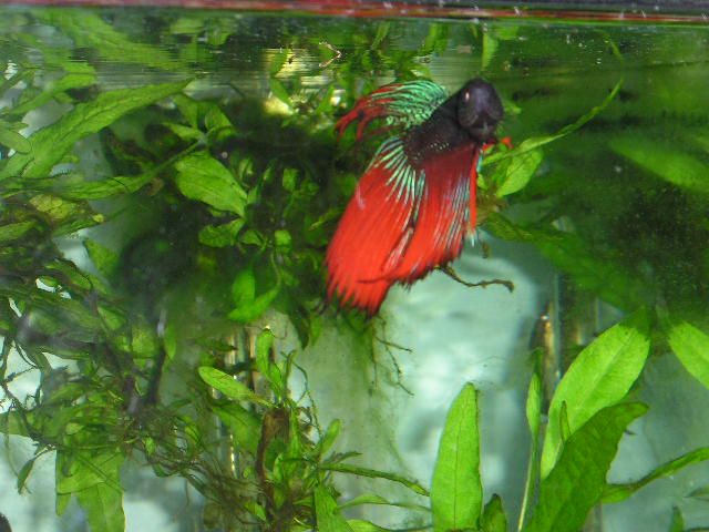 Andwer__s_new_bettas_016.jpg