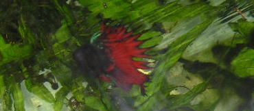 Andwer__s_new_bettas_018__2_.jpg