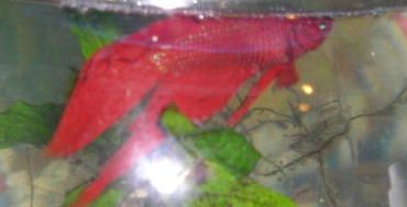 Andwer__s_new_bettas_026__2_.jpg