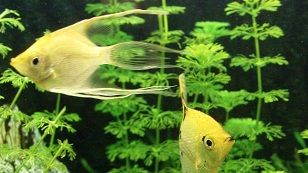 Angelfish 1.jpg