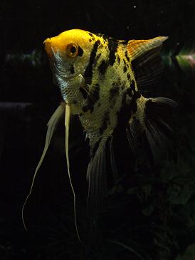 Angelfish.JPG