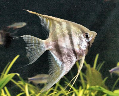 angelfish stripes.jpg