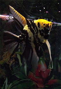 Angelfish2.jpg